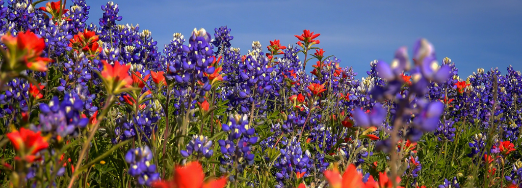 Texas Estate Planning Process - a complete guide