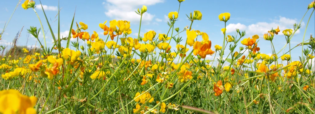 Differences between Texas Wills and Trusts