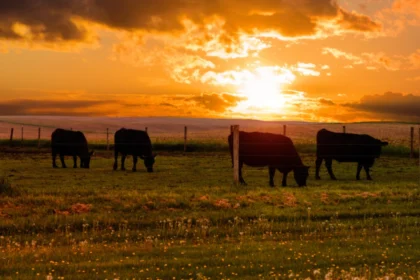 Cloudy Title in Texas